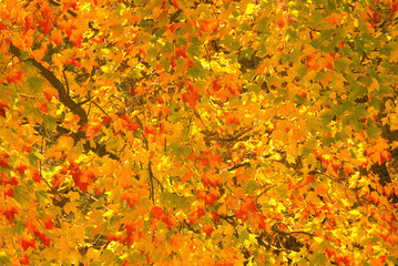 The vibrant colors of a Sugar Maple tree during peak colors.