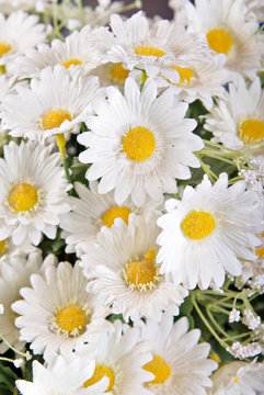 great image of some white silk daisy flowers