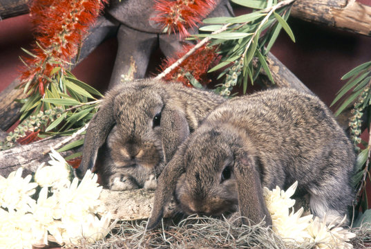 Couple de lapins nains b&eacute;lier