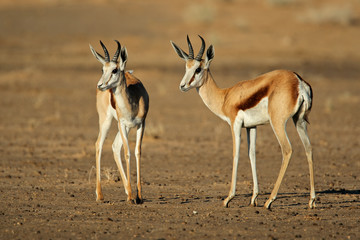 Springbok (Antidorcas marsupialis), Kalahari, South Africa
