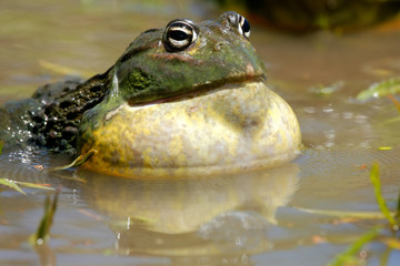 African giant bullfrog (Pyxicephalus adspersus), South Africa