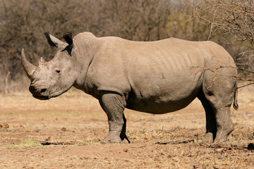 Black rhinoceros (Diceros bicornis), South Africa