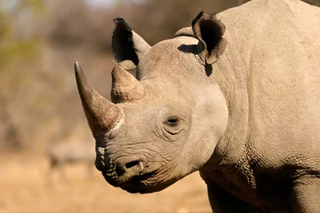 Zelfklevend Fotobehang Black rhinoceros (Diceros bicornis), South Africa © EcoView