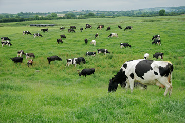 Vaches laitières frisonnes (Holstein) paissant sur des pâturages verdoyants