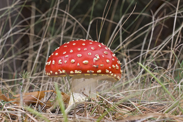 Amanita muscaria