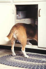 Beagle faisant des bêtises dangereuses pou lui