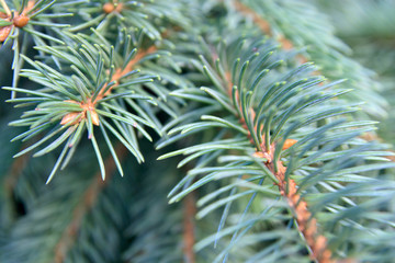 Naklejka na ściany i meble bright green needles of a fir-tree