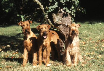 Trois Irish terrier sympathiques devant un arbre