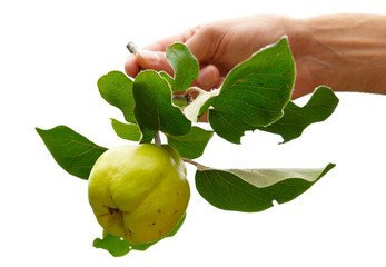 Quince with leaves isolated on white.