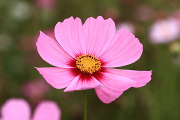 Obraz premium 秋 コスモス