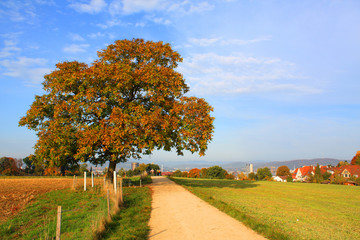 Obraz premium Bäume und Blätter im Herbst