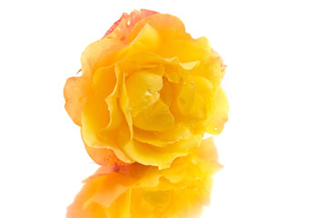 Yellow rose  on a white  background