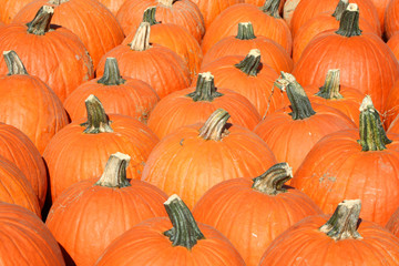 A Bunch of pumpkins for sale