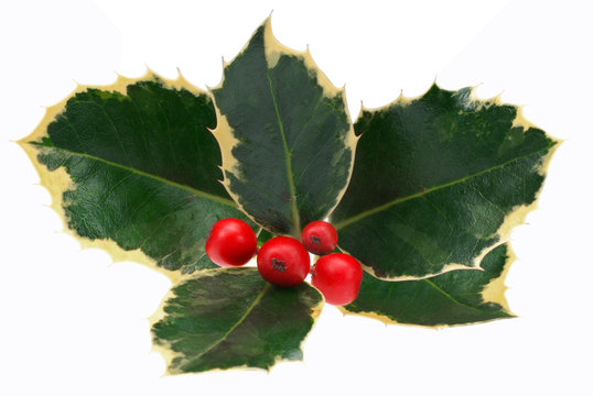 Decorative holly sprig with red berries. Isolated