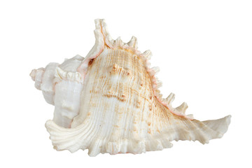 White sea shell (isolated on black background)