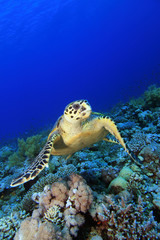 Hawksbill Turtle and Coral Reef