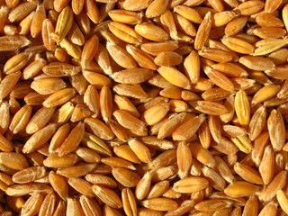 close up shot of emmer