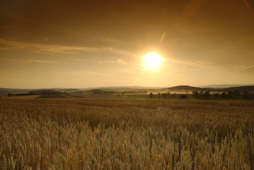 Sun is setting over the field of wheat