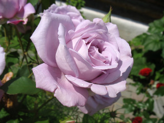 Lilac rose on a blurring background, macro.