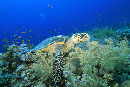 Hawksbill turtle feeding on soft corals