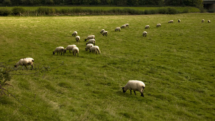 sheep animal farm farming agriculture wool livestock animal
