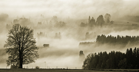 Nebellandschaft II