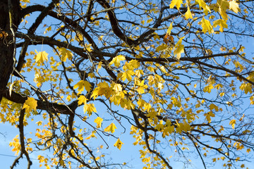 Autumn branch on blue sky background.