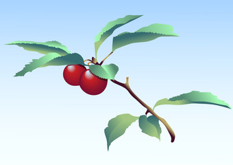 Cherry