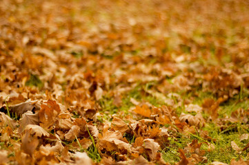 autumn background with dry leaves of oak