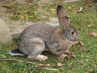 lapin