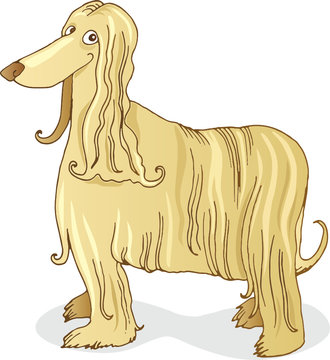 Afghan Hound Dog