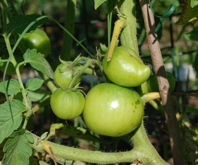 Green Tomatoes on the Vine