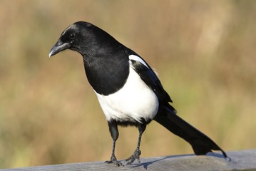 Magpie.
