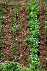 Garden Vegetable Plot