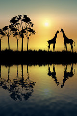 Fototapeta na wymiar Giraffe Reflection