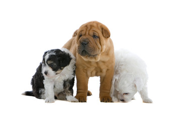 chinese temple puppies with hair and a shar pei pup