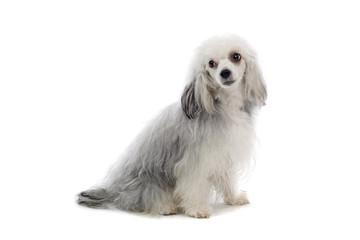 mixed breed toy dog