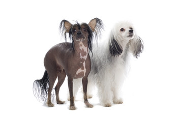 chinese temple dog and a mixed breed toy dog