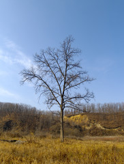 An autumn landscape with a lonely old elm
