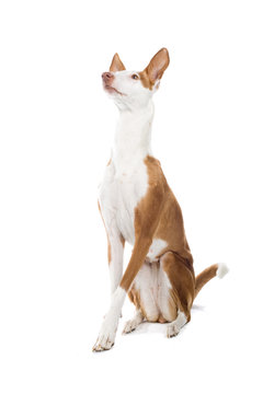 Ibizan Hound