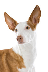Ibizan hound