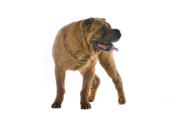 Fototapeta premium Chinese shar-pei dog