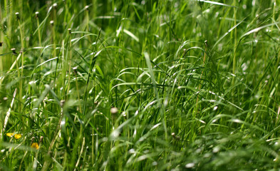 grass