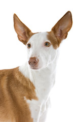 Ibizan hound