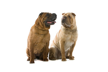 Obraz premium two Chinese shar-pei dogs