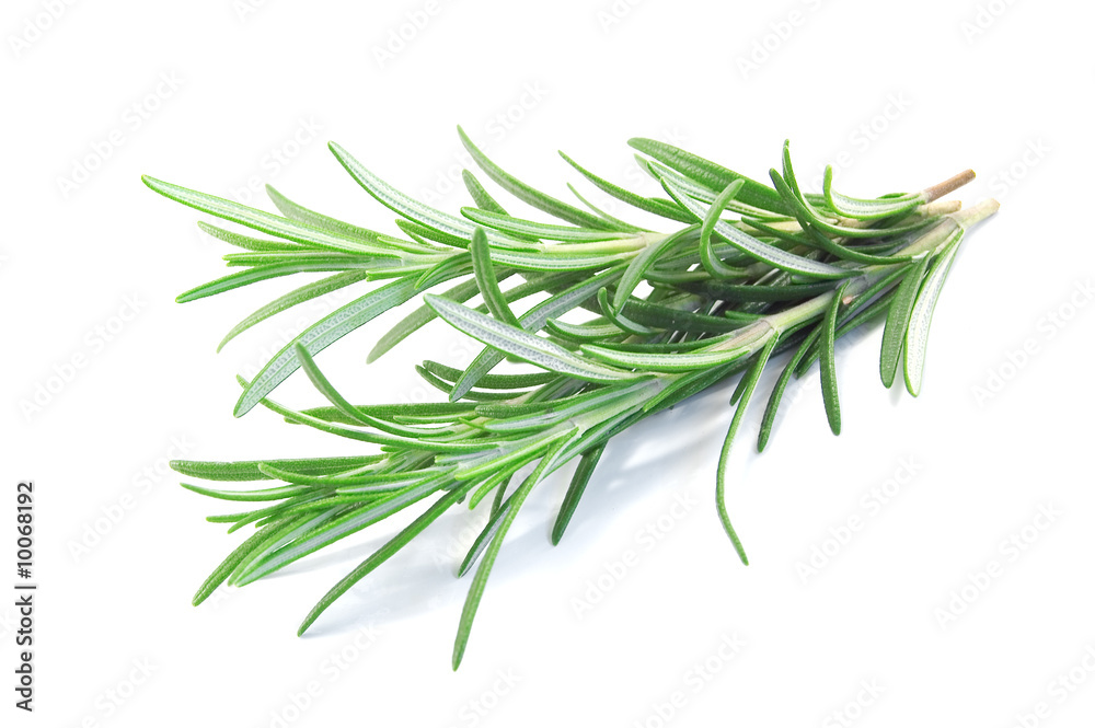 Wall mural fresh rosemary isolated on white