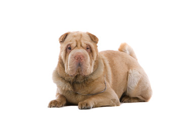 Chinese shar-pei dog