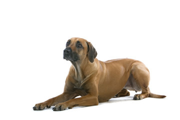 rhodesian ridgeback