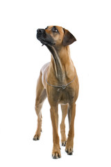 rhodesian ridgeback dog