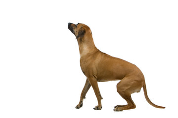 Obraz premium rhodesian ridgeback dog